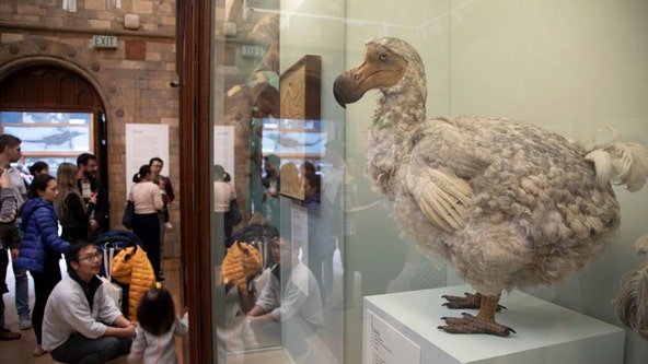 Genetics company says they can 'de-extinct' the dodo bird