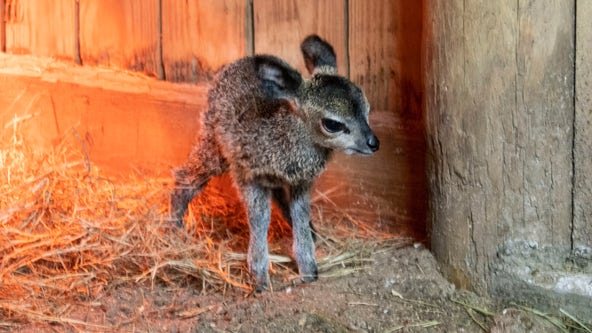 PHOTOS: Brevard Zoo welcomes new baby klipspringer
