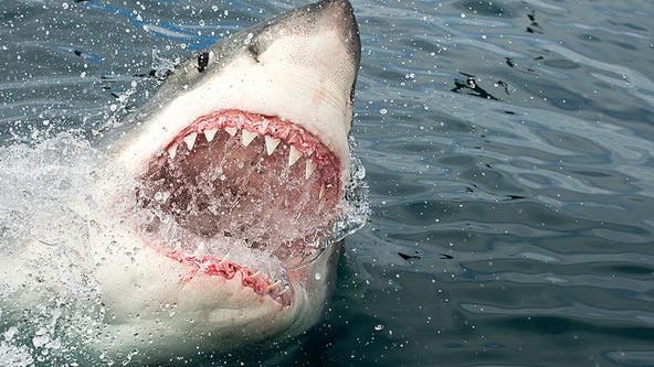 12-foot, 1,600-pound great white shark pings off Florida coast