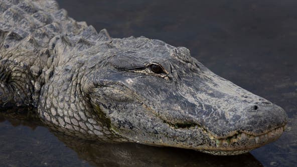 Florida man appears to feed alligator a sandwich in viral video