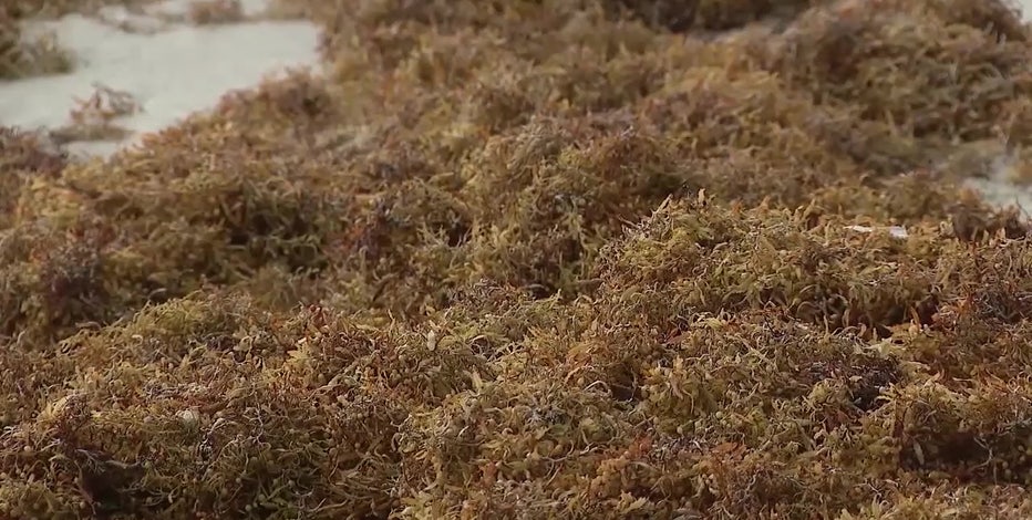 Massive bloom of seaweed moving closer to Florida beaches; here's when you can expect to see it