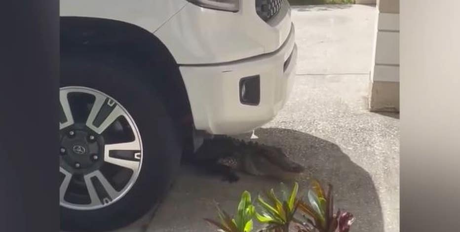 Alligator found hiding underneath Florida man's truck