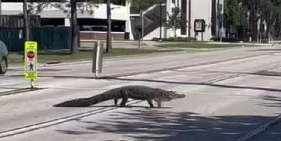 Video of alligator slowly crossing road on University of Florida's campus goes viral