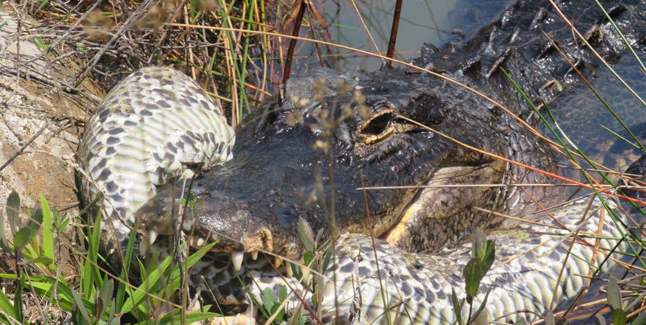 VIDEO: Alligator body slams, eats massive python in Florida Everglades