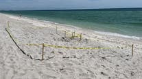 Sea turtle nesting season: Florida beachgoers warned to avoid disrupting nest sites