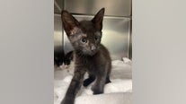 These dogs and cats are up for adoption in Central Florida