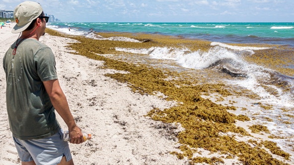 Seaweed piles in Florida may contain flesh-eating bacteria