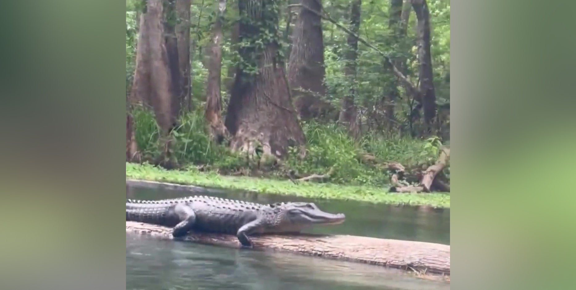Alligator scares women tubing down Florida river: ‘It’s hissing at her'