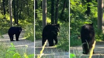 It's illegal to wrestle bears in Missouri, police warn after multiple sightings
