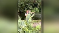 Video: Man jumps into Busch Gardens alligator enclosure
