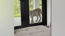 Peeping panther spotted peering into Florida home in hair-raising video