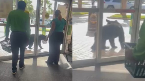 Young bear's curious Publix visit caught on chaotic video in Florida