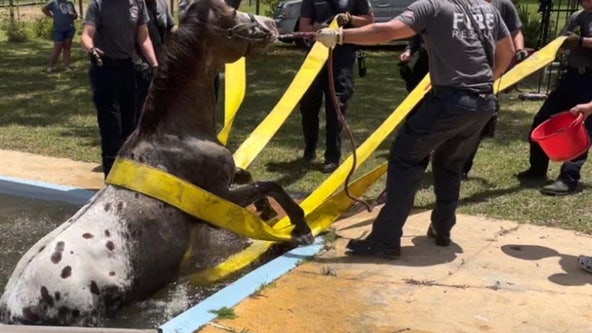 Horse rescued from Florida pool after unexpected plunge