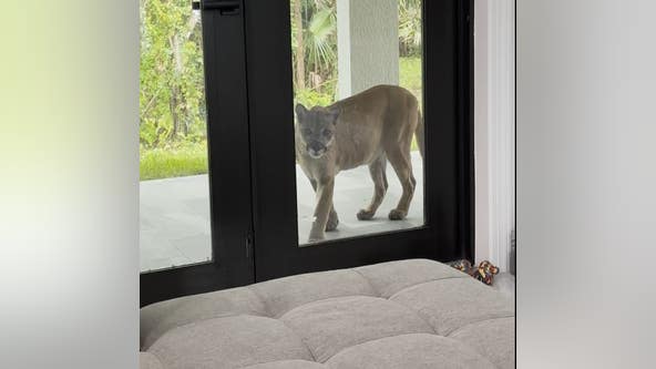 Peeping panther spotted peering into Florida home in hair-raising video