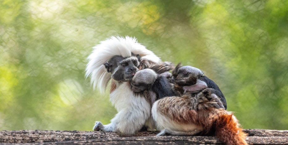 Disney World welcomes these rare, precious twin monkeys into Animal Kingdom