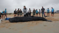 Sperm whale calf euthanized after beaching itself on Florida Coast