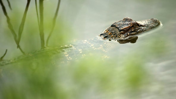 Florida woman snatched alligator from former job and kept it in her bathtub, FWC says