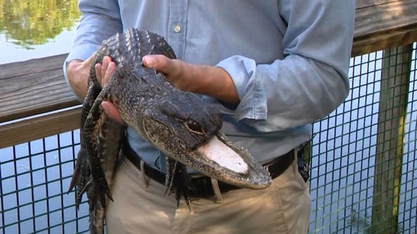 Alligator missing half its jaw 'not out of the woods yet' after vet exam, Gatorland says