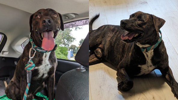 Florida animal shelter's longest resident adopted after almost 300 days: 'The first day of forever'