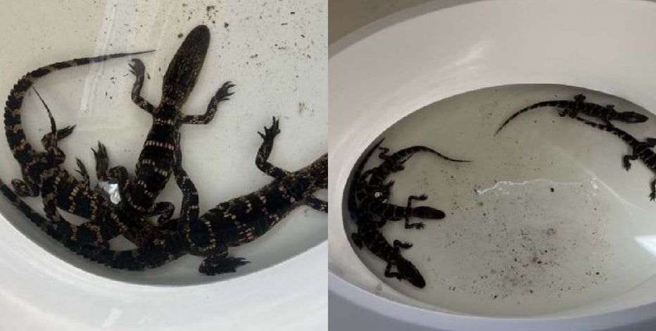 Florida man busted with 5 alligators in his bathtub that he caught at nearby pond, FWC says