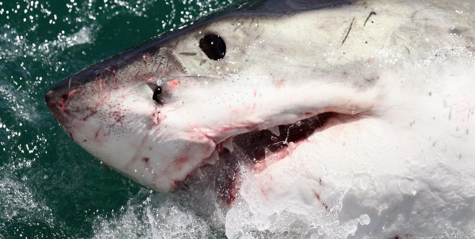 10-foot great white shark named 'Crystal' is headed for Florida: Here's how to track it