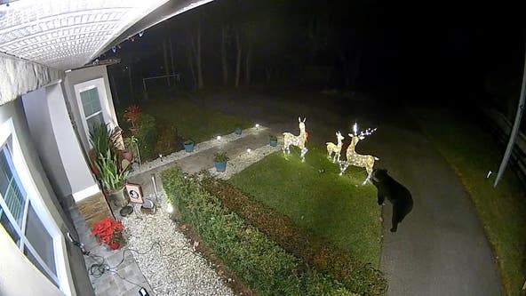 Watch domineering Florida bear take off with life-size reindeer Christmas decoration outside home