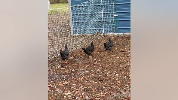 Florida woman's hilarious reaction to her chickens freezing in place goes viral: 'I cannot make this up'