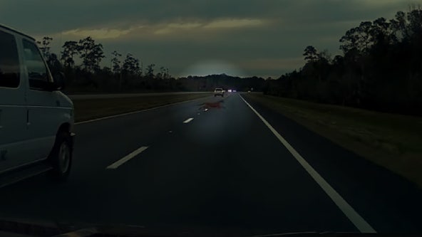 Florida panther darts across Orange County highway in startling video