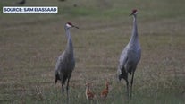 Neighbors work to save sandhill cranes after baby hit, killed by car: 'It's getting worse'