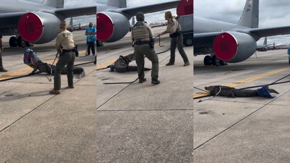 10-foot alligator wrangled from runway at MacDill Air Force Base: VIDEO