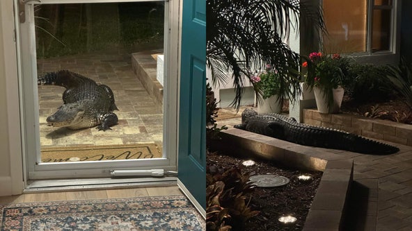 Massive alligator drops by unannounced at Viera home: 'Our dogs went nuts'