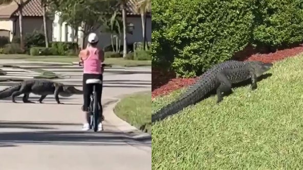 Woman on bike ride through Florida neighborhood comes face to face with alligator crossing road: WATCH