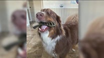 Dog goes missing after entering obedience training program, family says: 'Emotional roller coaster'