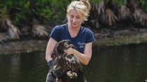Florida neighbors, wildlife rescuers save baby eagle that fell out of its nest: 'It was awesome!'