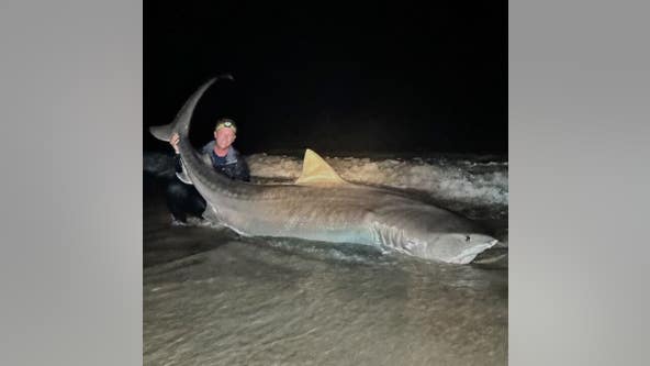 Man reels in massive tiger shark at Florida beach, releases it back into water: 'It was a great experience'