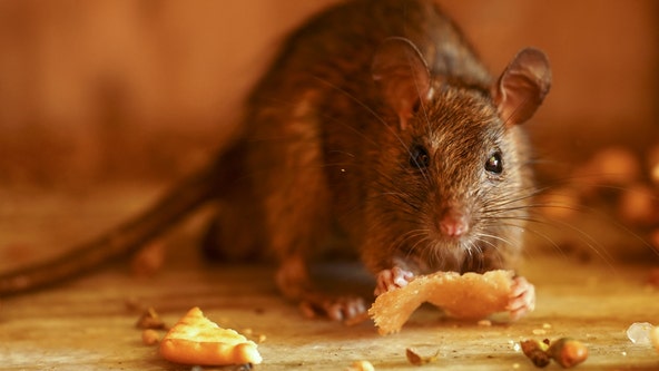 Rodent droppings force this Florida restaurant to temporarily close: inspection report