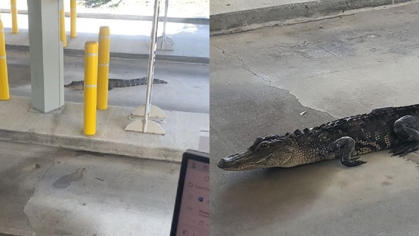Alligator makes hilarious surprise visit to Florida bank drive-thru: 'Did not have an account with us'