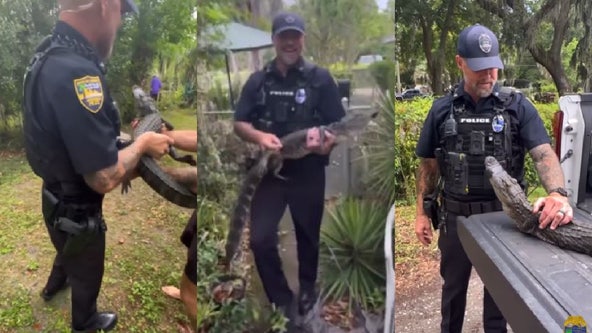 Florida officers hilariously arrest alligator at 104-year-old woman's home: 'Leave the grandmas alone'