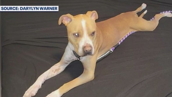 Florida couple shares details of attack by pit bull rescue they adopted