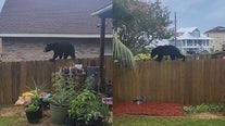 Bear seemingly tightrope-walks across fence in Florida neighborhood: 'Let it do its thing'