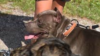 Florida dog beaten with chain leash adopted by new family: 'She’s definitely scared'