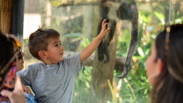 Kids get in free at Central Florida Zoo this summer
