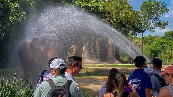 Florida zoo elephants cool off with help from firefighters: PHOTOS