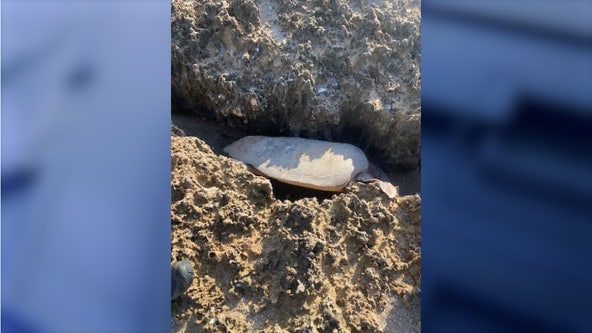 Florida First Responders rescued an endangered sea turtle