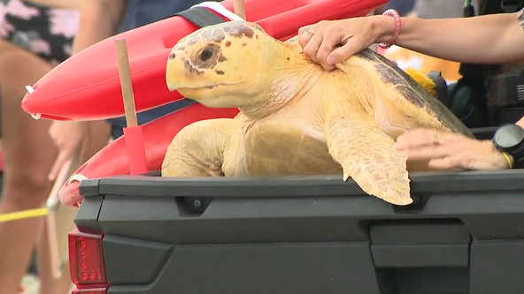 Brevard Zoo rehabilitates, releases loggerhead turtle back to sea