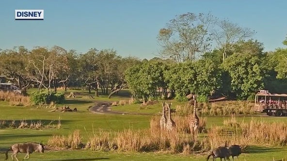 Behind-the-scenes look at Kilimanjaro Safaris at Disney’s Animal Kingdom