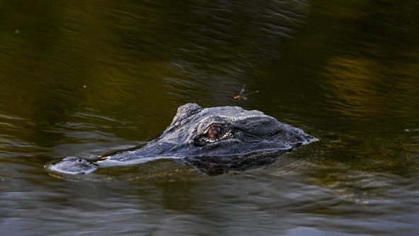 Florida man arrested for keeping alligators in his backyard swimming pool, FWC says