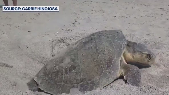 This threatened sea turtle is setting new nesting record in Florida