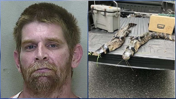 Florida man arrested for illegally keeping alligators, slider turtles on his property: FWC