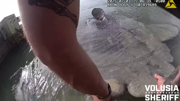 VIDEO: Massive and strange fish stranded along Florida coast. What is Mola Mola fish?